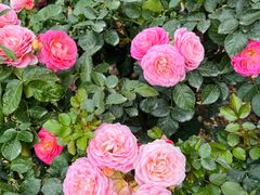 -人民公园(罗湖区)