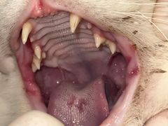 -萌兽医馆·犬猫专科·眼科中心·宠物医院(朝阳门分院)