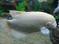 -上海海洋水族馆