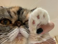 -滚猫咖啡·猫咖·猫友好撸猫(未来城店)