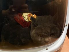 -申普宠物医院·心脏介入·心血管微创(总院)