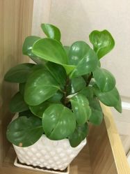 -变美丽半永久纹眉连锁·机器野生眉·洗眉