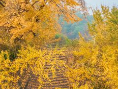 -千年银杏谷文化旅游区
