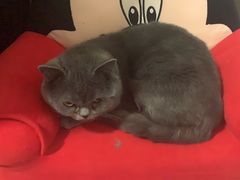 -宠福鑫康馨动物医院·骨科·眼科