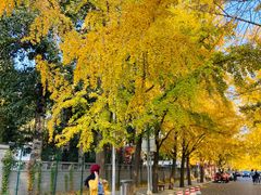 -三里屯东五街银杏大道