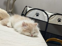 -欣宠猫屋·矮脚拿破仑·蓝金金渐层