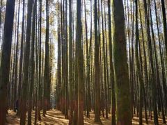 -山王坪喀斯特国家生态公园
