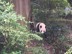 -熊猫厨房