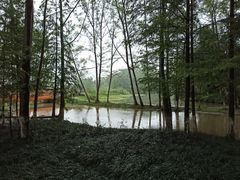 -桤木河湿地公园