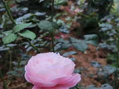 -人民公园(罗湖区)