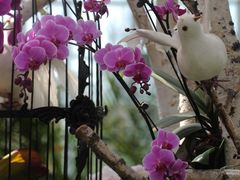 -上海鲜花港