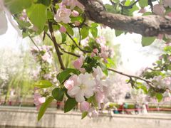 -海棠花溪(元大都城垣遗址公园)