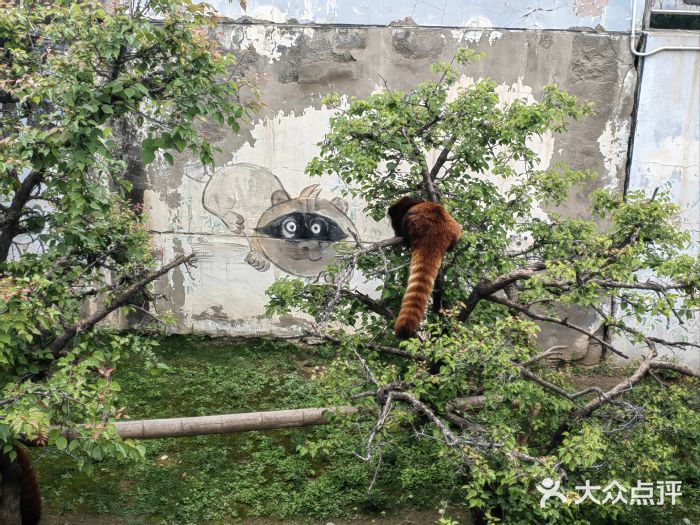 青藏高原野生动物园图片