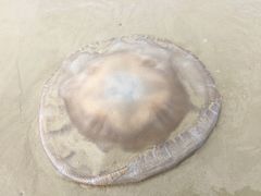 -周记蟹仔粉(侨港风情街店)