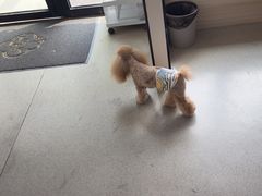 -凯瑞希宠物医院·狂犬免疫·微创·皮肤科