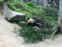 -都江堰中华大熊猫苑