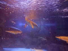 -烟台海昌鲸鲨海洋公园