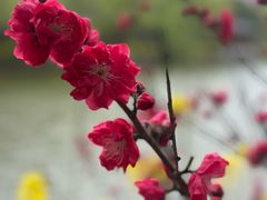 -南汇桃花村