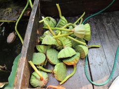 -洪湖生态旅游区