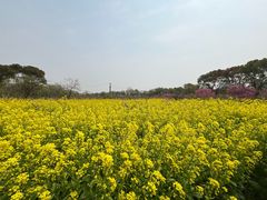 -南汇桃花村