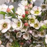 默默的迎接着春天的到来！