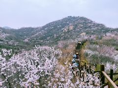 -大岭沟猕猴桃谷风景区