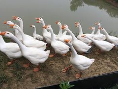 -大圩自在人土鸡场(大圩自在人垂钓店)