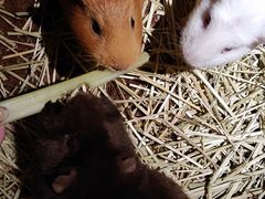 -藦茜花园宠物主题亲子互动体验馆(国顺东路店)