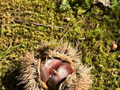 -中海·庐山西海君澜度假酒店·味屿全日制餐厅