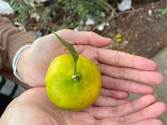 -前小桔亲子创意农场·草莓采摘·露营烧烤