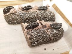 奥利奥-奈雪的茶(市百一店)