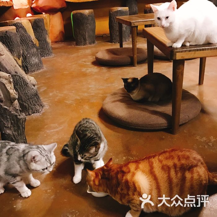 不思议的猫花园猫咪咖啡名猫馆