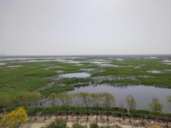 -南大港湿地风景区