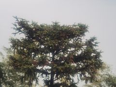 -午潮山国家森林公园