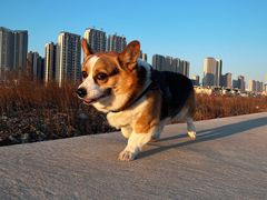 -爱派特动物医院·全科诊疗中心