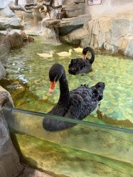-Zoolung Zoolung动物主题公园(海信广场店)
