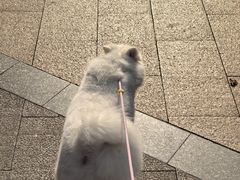 -卡旺卡(淮北鼎盛国际店)