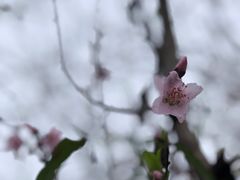 -红山村