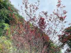 -广州市石门国家森林公园