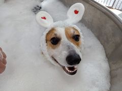 -Oh My Dog宠物沙龙(伊珊娜皮毛护理店)