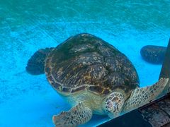 -珠海长隆海洋王国