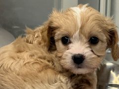 -翊宠yipet猫狗购宠庄园犬舍•猫舍