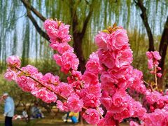 -朝阳公园