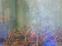 -旅南活海鲜-屏东(墾丁海鮮，海鮮餐廳，墾丁團體合菜，平價熱炒，墾丁熱炒店，活海鮮推薦，在地海鮮餐廳)