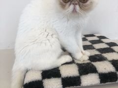 -怪兽屋·羊驼·猫咖·狗咖(俊华广场店)