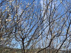 -广州市流溪河国家森林公园