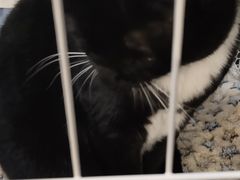 -壹迦桌游·血染钟楼剧本杀狼人杀