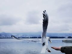 -滇池海埂公园