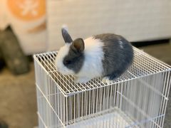 -首尔大排档