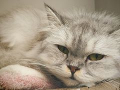 -唐小姐の私宠·宠物洗护美容·撸猫馆·购宠(周浦万达旗舰店)